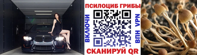 Купить где  Омск  Псилоцибиновые грибы Psilocybe 
